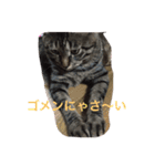 トラとくーにゃん（個別スタンプ：5）