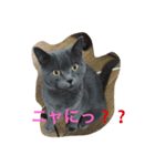 トラとくーにゃん（個別スタンプ：6）