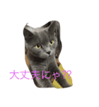 トラとくーにゃん（個別スタンプ：7）