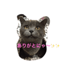 トラとくーにゃん（個別スタンプ：8）