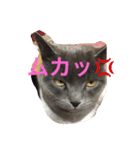 トラとくーにゃん（個別スタンプ：9）