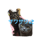 トラとくーにゃん（個別スタンプ：11）