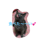 トラとくーにゃん（個別スタンプ：13）