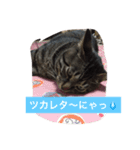 トラとくーにゃん（個別スタンプ：14）