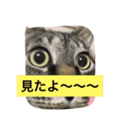 トラとくーにゃん（個別スタンプ：15）