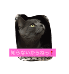 トラとくーにゃん（個別スタンプ：16）