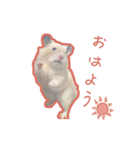 スチュ＆きみ ハムハム's（個別スタンプ：1）