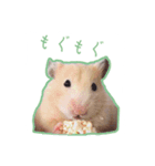 スチュ＆きみ ハムハム's（個別スタンプ：5）