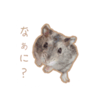 スチュ＆きみ ハムハム's（個別スタンプ：11）