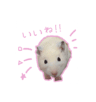スチュ＆きみ ハムハム's（個別スタンプ：15）