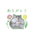 スチュ＆きみ ハムハム's（個別スタンプ：16）