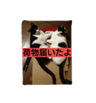 鈴ねこ2（個別スタンプ：2）