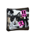 鈴ねこ2（個別スタンプ：4）