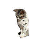 鈴ねこ2（個別スタンプ：5）