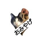 鈴ねこ2（個別スタンプ：6）
