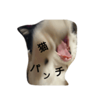 鈴ねこ2（個別スタンプ：7）