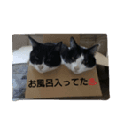 鈴ねこ2（個別スタンプ：8）