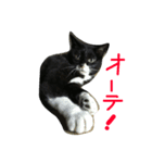 ぺちゃん1（個別スタンプ：8）