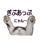 うーさんとにゃんこたち（個別スタンプ：10）