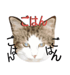 うーさんとにゃんこたち（個別スタンプ：14）
