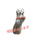 チャム先輩（個別スタンプ：4）