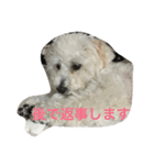 チャム先輩（個別スタンプ：6）