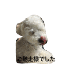 チャム先輩（個別スタンプ：17）