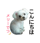 マルチーズ メリーゴーランド（個別スタンプ：5）