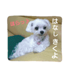 マルチーズ メリーゴーランド（個別スタンプ：13）