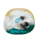 マルチーズ メリーゴーランド（個別スタンプ：27）