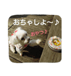 マルチーズ メリーゴーランド（個別スタンプ：29）