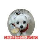 マルチーズ メリーゴーランド（個別スタンプ：30）