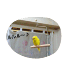 マルチーズ メリーゴーランド（個別スタンプ：36）