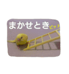マルチーズ メリーゴーランド（個別スタンプ：38）
