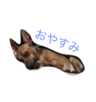 我が家のミニピン（個別スタンプ：2）