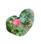 薔薇と一緒に（個別スタンプ：5）