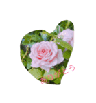 薔薇と一緒に（個別スタンプ：8）