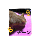 実家のネコ(とろさぁもん)（個別スタンプ：2）