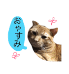実家のネコ(とろさぁもん)（個別スタンプ：3）
