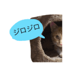 実家のネコ(とろさぁもん)（個別スタンプ：4）