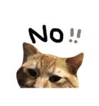 実家のネコ(とろさぁもん)（個別スタンプ：6）