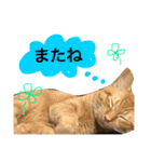 実家のネコ(とろさぁもん)（個別スタンプ：7）