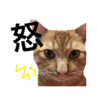 実家のネコ(とろさぁもん)（個別スタンプ：9）
