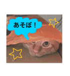 実家のネコ(とろさぁもん)（個別スタンプ：10）