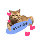実家のネコ(とろさぁもん)（個別スタンプ：11）