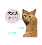 実家のネコ(とろさぁもん)（個別スタンプ：12）