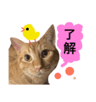 実家のネコ(とろさぁもん)（個別スタンプ：13）