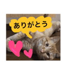 実家のネコ(とろさぁもん)（個別スタンプ：15）