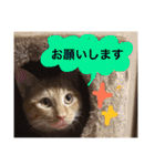 実家のネコ(とろさぁもん)（個別スタンプ：17）