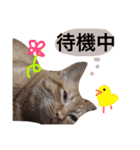 実家のネコ(とろさぁもん)（個別スタンプ：20）